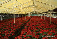 3R 01481 Euphorbia pulcherrima.jpg