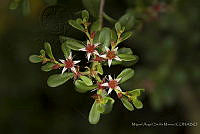 MASM08224 Tracheophyta.jpg