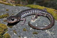 RACA 0009 Pseudoeurycea melanomolga.JPG