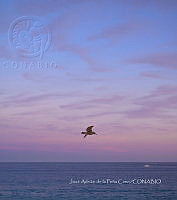 JAPC 0007 Larus livens.jpg