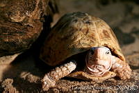 LV0017 Terrapene carolina ssp. yucatana.jpg