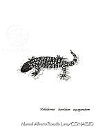 MARL0338 Heloderma horridum.jpg