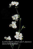 Atleq 0529 Sagittaria papillosa.jpg
