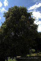 MDLLPG0143 Quercus rugosa.jpg