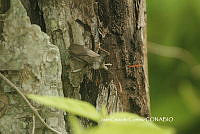 JCC0113 Acanthocephala alata.JPG