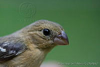 MASM03872 Sporophila torqueola.jpg