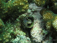 LGHM048 Plagiotremus azaleus.jpg