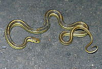 VHL0521 Thamnophis rossmani.jpg