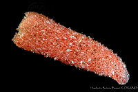 HBB0385 Pyrosoma sp..jpg