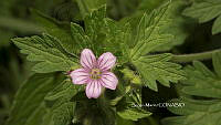 SM0093 Geranium seemannii.jpg