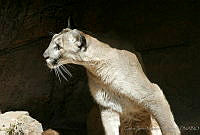 CNS0903 Puma concolor.jpg