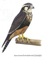 MAPM0608 Falco femoralis.jpg