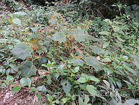 JF092 1064 Cuscuta corymbosa.jpg