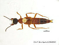 EFM0051 Misantlius carinulatus.JPG