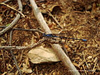 OTVHK040-652 Argia sp..jpg