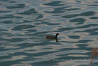 PRB0410 Fulica americana.jpg