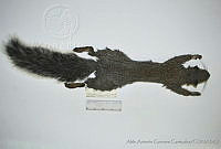 AAGC0179 Sciurus griseus.jpg