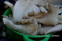 ZG014 0093 Pleurotus_ostreatus.jpg