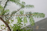 IMDOC 4806 Abies religiosa.jpg