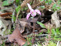 JF092 1534 Triphora trianthophoros.jpg