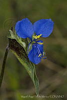 MASM05969 Commelina coelestis.jpg