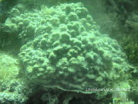 NE018 0108 Porites astreoides.jpg