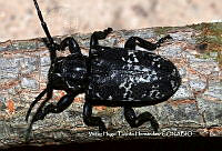 VHTH008 Acanthoderes funeraria.JPG