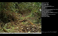 FJBL0022 Turdus grayi.jpg