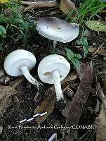 HC014 0058 Agaricus campestris.jpg