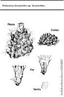 JMRM0014 Thelocactus leucacanthus ssp. leucacanthus.jpg