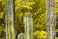 3R 00858 Pachycereus pringlei.tif