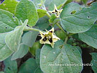 ZG007 0146 Physalis philadelphica.jpg