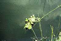 3491 Eichhornia crassipes.jpg