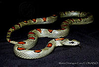 MDL0267 Lampropeltis mexicana.jpg