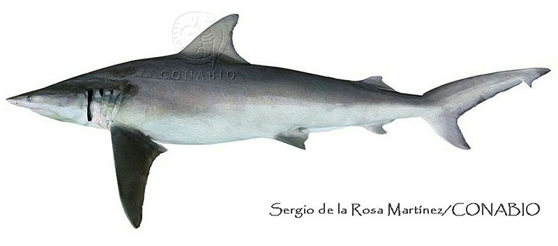 SRM0103%20Carcharhinus%20isodon.jpg.qyfZ 4r0MTvZJelhQA3g0JtbmFja29CbnFuZ3NAbXJ6LGtwZwA. YZrGjpWDd