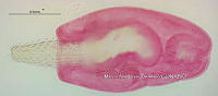 NE002 0107 Arhythmorhynchus brevis.jpg