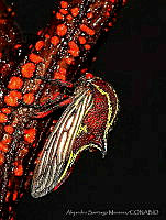 ASM01 Membracidae.jpg