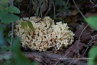 ZAPF 0776 Ramaria botrytis.jpg