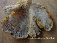 ZG007 0232 Pleurotus opuntiae.jpg