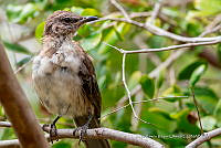 JRRO0494 Mimus parvulus.jpg