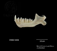 MCLB 0004 Molossus rufus.JPG