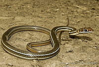 MDL0090 Masticophis schotti.jpg