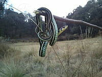 RSO01 Thamnophis sp..jpg