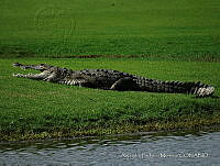 APM0040 Crocodylus acutus.jpg