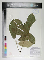 JAdNV0372 Quercus candicans.JPG
