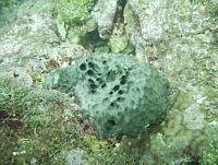 VDLCF0989 Ircinia strobilina.jpg