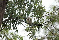 PRB0149 Myiopsitta monachus.jpg