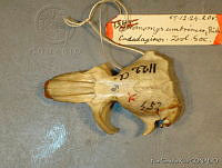 NGR0072 Thomomys umbrinus.jpg