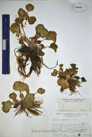 BMRF022 Eichhornia crassipes.jpg