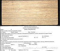 CMyFO 01008 Astronium graveolens.JPG